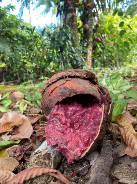 Naked Truth tree fruit