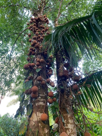 Naked Truth tree full fruit
