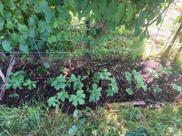 ON-FARM-CULTIVATION-GOLDENSEAL (2)