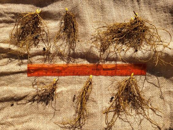 ON-FARM-CULTIVATION-GOLDENSEAL (4)