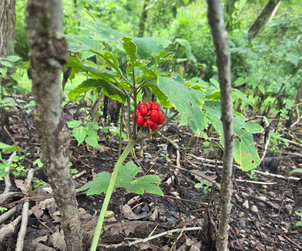 Goldenseal Berries